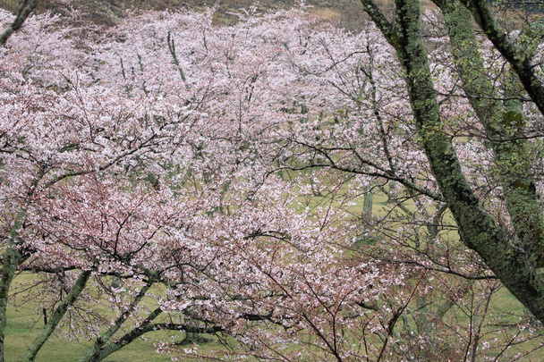 κερασιάς σε Sakura δεν sato, Ίζου, Σιζουόκα, Ιαπωνία (βροχερών) - Φωτογραφία, εικόνα