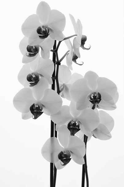 Düz beyaz arka plan üzerinde beyaz orkide çiçek - Fotoğraf, Görsel