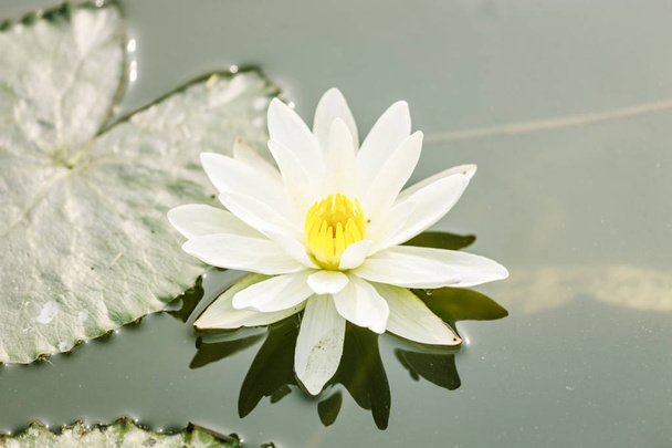Lotusblume im Teich - Foto, Bild