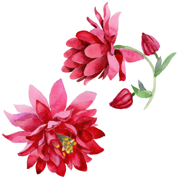 Wildflower Aquilegia flower in a watercolor style isolated - Φωτογραφία, εικόνα