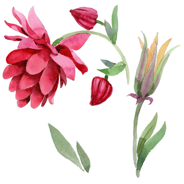 Flor aquilegia Wildflower em um estilo aquarela isolado
 - Foto, Imagem