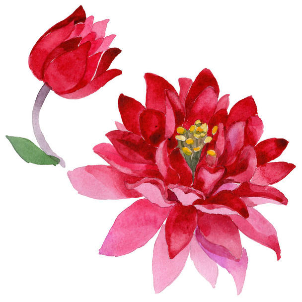 Fleurs sauvages aquilegia fleur dans un style aquarelle isolé
 - Photo, image