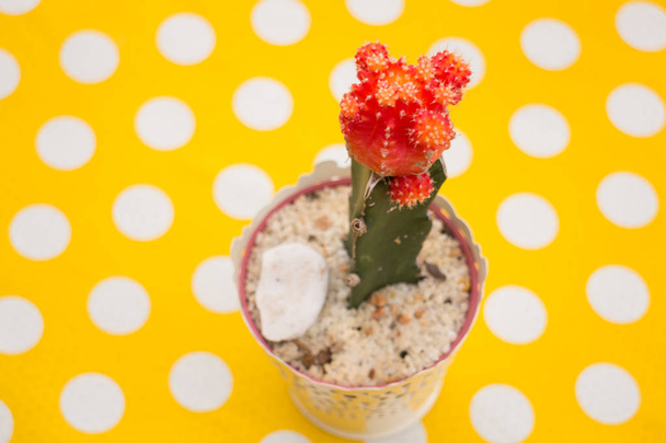 Cactus en maceta sobre mesa de lunares amarillos
 - Foto, imagen