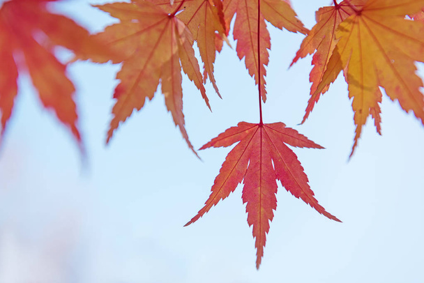 Red and yellow tree leaves on a light blue sky background in autumn - Foto, imagen