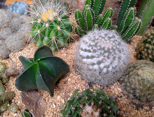 Varias plantas de cactus
  - Foto, imagen