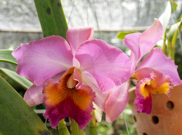 Тайский цветок орхидеи
 - Фото, изображение