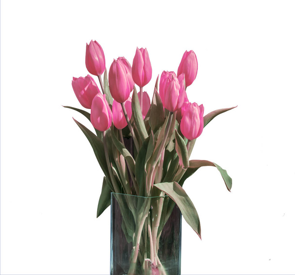 Spring bouquet of pink tulips isolated on the white background in bucket version 2 - Photo, Image