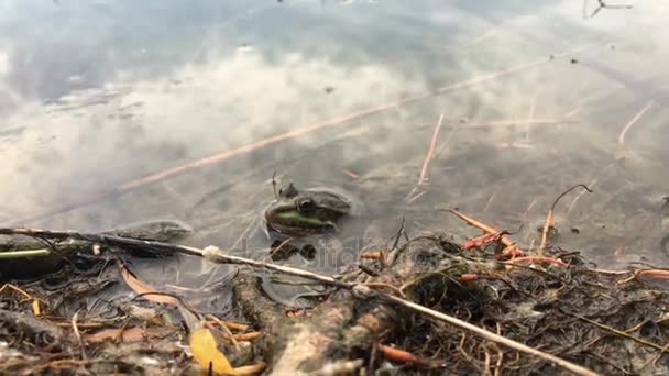 the big Green Toad in the Lake - Filmagem, Vídeo
