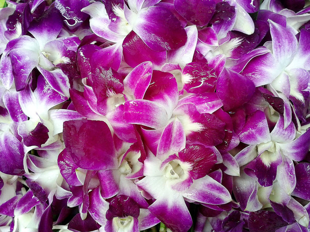 Thaï fleur d'orchidée
  - Photo, image