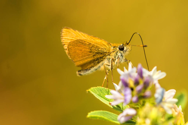 small skipper on yellow flower - Photo, Image