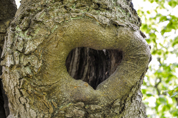 Heart shape in a tree - Foto, afbeelding