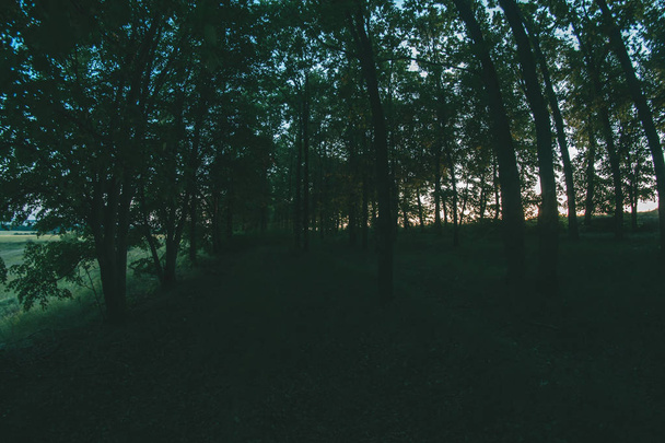 Высадка леса в летнем вечернем пейзаже
. - Фото, изображение