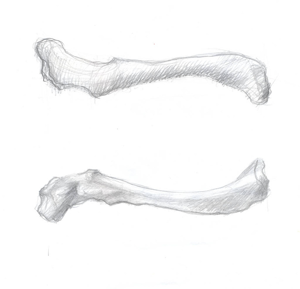 menselijke sleutelbeen views - Foto, afbeelding