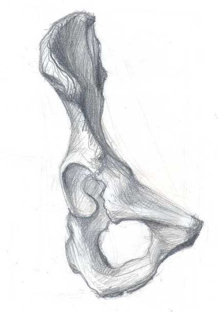 hip bone front view - Photo, image