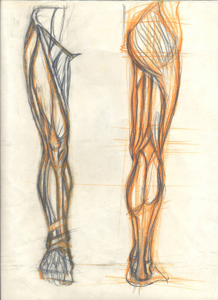 leg muscles views - Photo, Image