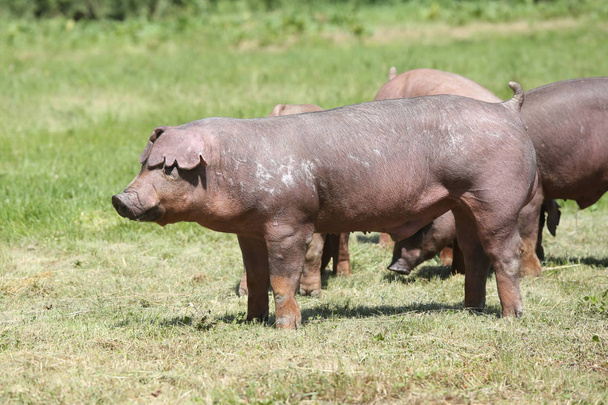 Дурок породы свиньи позируют на животноводческой ферме на пастбище
 - Фото, изображение