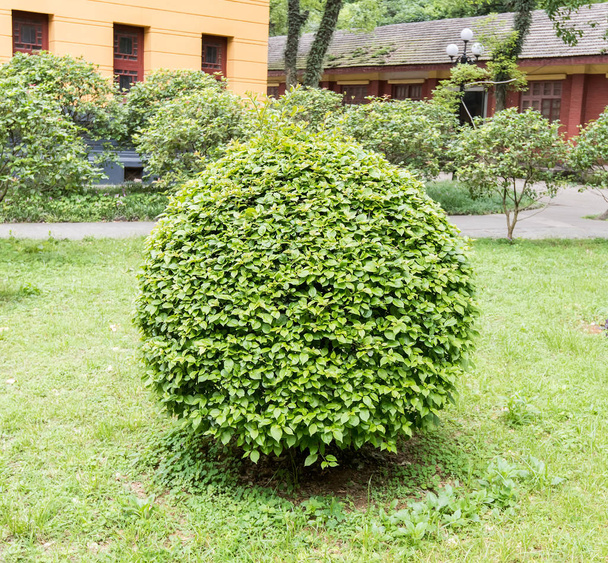 zielonych krzewów iglastych, pozbawiony przez okrągły kształt - Zdjęcie, obraz