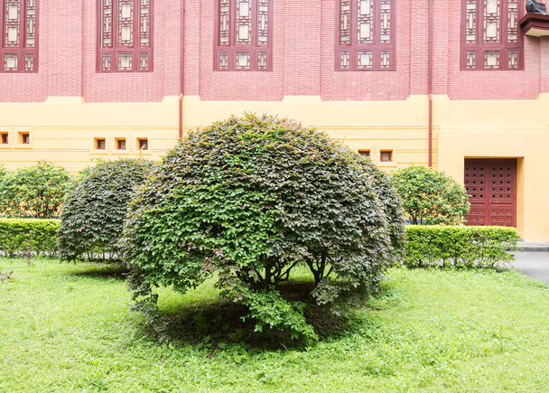 arbustes de conifères verts tondus par forme ronde
 - Photo, image
