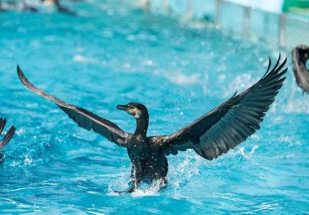 Cormorant Black cormorant playing in water - Photo, Image