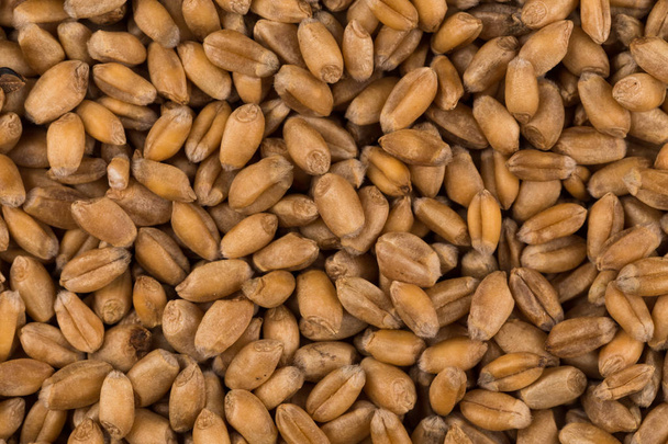 whole background of wheat grain - Foto, Imagem