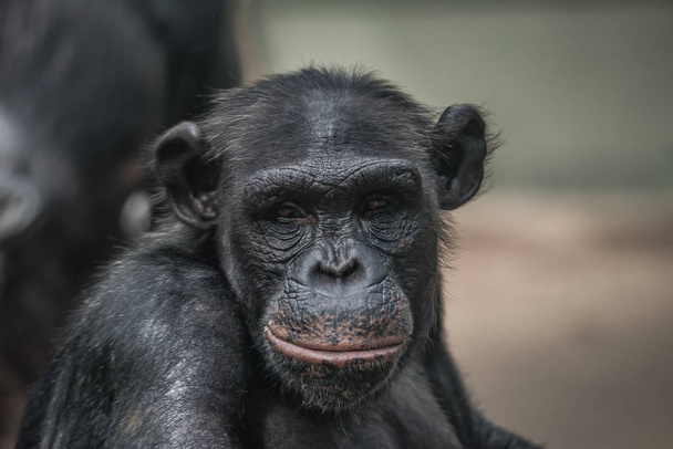 Portret van grappig en emotionele chimpansee. Close-up - Foto, afbeelding