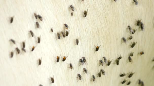 Des mouches agaçantes s'assoient ou courent sur la peau de la vache. Pâturage vache blanche dans une chaude journée ensoleillée sur prairie
. - Séquence, vidéo