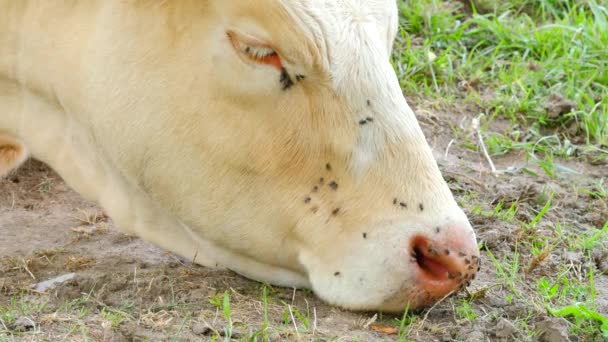 Annoying flies sit or run on the cow skin.  White cow grazing in hot sunny day on meadow. - Footage, Video