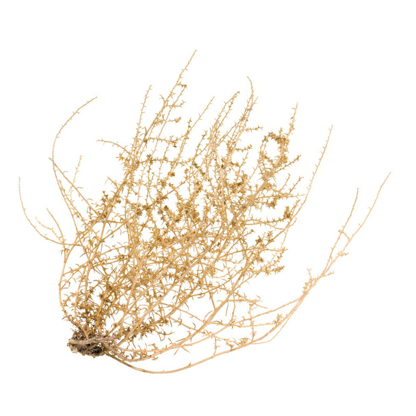 Arbusto seco de Tumbleweed
 - Foto, Imagen