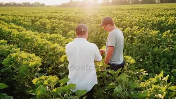 Two farmers communicate on the field. Go ahead among the tall sunflower plants - Video