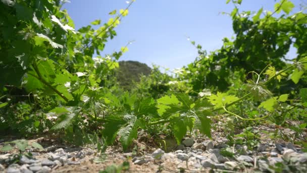 Vinice na ostrově Kypr video na horký slunečný den - Záběry, video