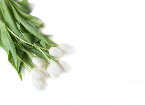 White tulips on white background - Fotografie, Obrázek