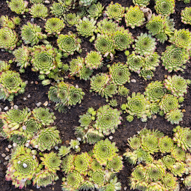 Sempervivum plant herb - Фото, зображення