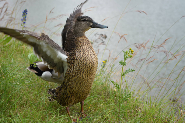 Female mallard duck opens out the wings. Birds in wildlife - Photo, Image