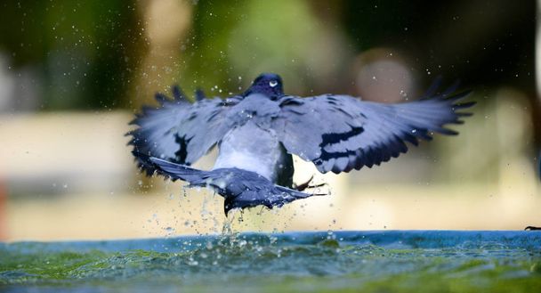 Pigeon refreshing on a water in the fountain - Фото, изображение