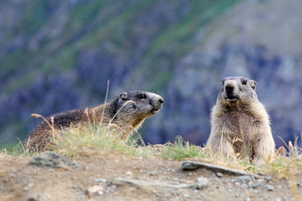 Alps marmots in the mountains - Photo, Image
