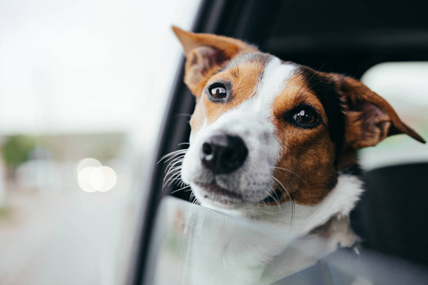 Hund schaut aus dem geöffneten Autofenster herein. - Foto, Bild