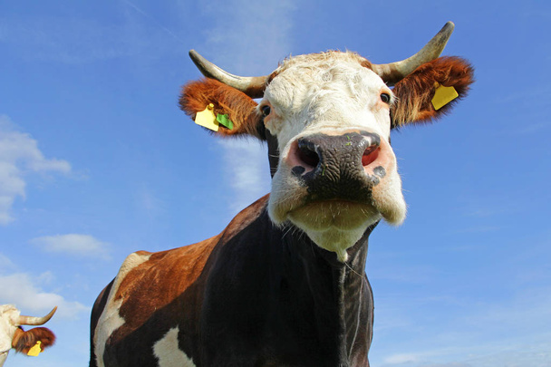 Σίμμενταλ βοοειδή με κέρατα στο βοσκότοπο - Φωτογραφία, εικόνα