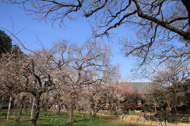 švestka grove Kodokan, Mito, Ibaraki, Japonsko - Fotografie, Obrázek