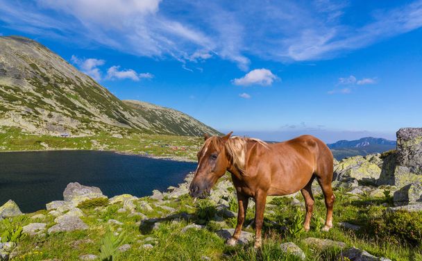 Beautiful summer scenery in the Transylvanian Alps, with wild horses grazing - Фото, изображение