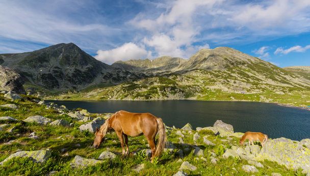 Beautiful summer scenery in the Transylvanian Alps, with wild horses grazing - Фото, изображение