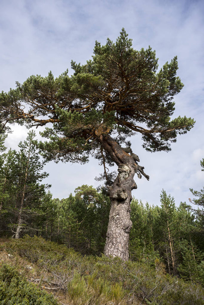Scots pine forest and padded brushwood - Photo, Image
