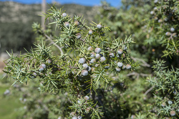 Fruits and leaves of Prickly juniper - Photo, Image