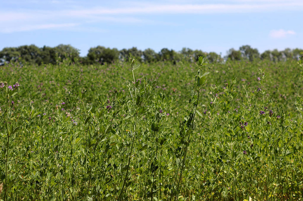 Alfalfa, Medicago sativa, also called lucerne, is a perennial flowering plant in the pea family - Photo, Image