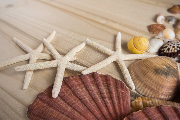 Bright wooden baackground with a collection of sea shells at the side, yellow, pink, white and broun shells of different forms and sizes and white starfish. Abstract composition of summer vacation. - Foto, imagen