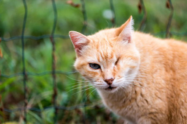 Oranssi kissa ilman silmää
 - Valokuva, kuva