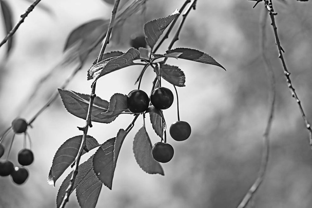 Ciliegi e ciliegi. Filtro in bianco e nero
 - Foto, immagini