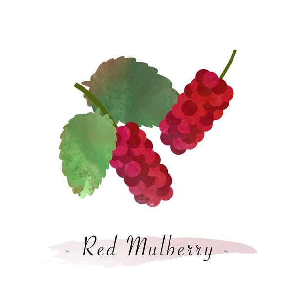 Színes akvarell textúra vektor egészséges gyümölcs piros eperfa - Vektor, kép