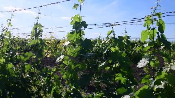 Panoramisch uitzicht op de wijngaard. Lente wijngaard. Closeup. - Video
