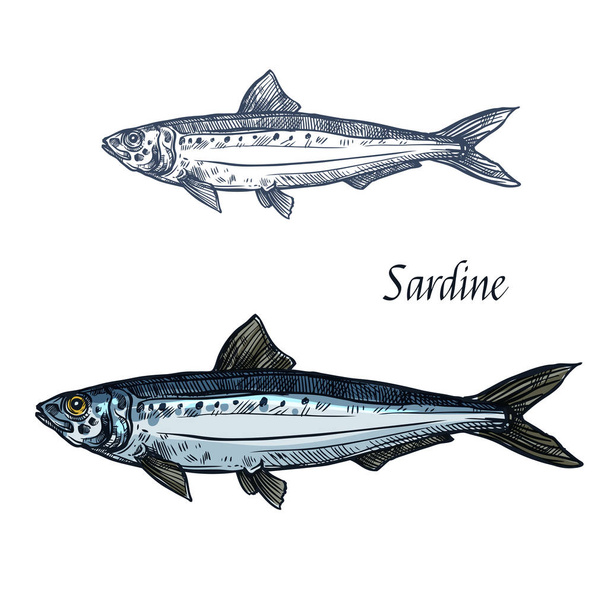 Sardine fish vector isolated sketch icon - Vector, Image