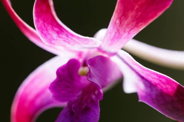 flower of pink orchid on a black background - Photo, Image